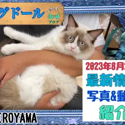 【 ラグドール 】3rd紹介 日々ステキになっていくラグちゃんの最新情報!