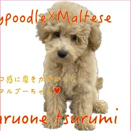 【 MIX 】生後4ヶ月!モコモコに磨きがかかったマルプーちゃん!