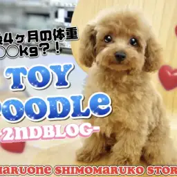 【 トイプードル 】生後4ヶ月で3kg以下確定！小さなトイプーくんの2ndブログ
