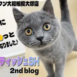 【 ブリティッシュ 】丸みが増し可愛さ倍増!お手入れ慣れとコミカルな性格が特徴!