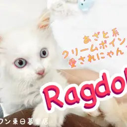 【ラグドール】抱っこ大好きあざと系愛されクリームにゃんこ!