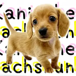 【 カニンヘンダックスフンド 】みんなを釘付けにする魅惑的な短足Lady!