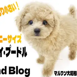 【 トイプードル 】タイニーサイズのテディベアわんこ!育ち盛りの2ndブログ