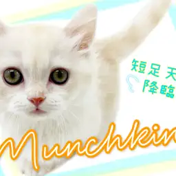 【 マンチカン 】あなたも虜になる事間違いなし!短足マンチ元町に降臨!!!