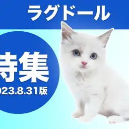 【 ラグドール特集 】8/31現在の全店舗のラグドールをご紹介!