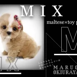 【 マルプー 】抜群のアプリコットカラー!マズル短めのMIX犬が新横浜に出現!