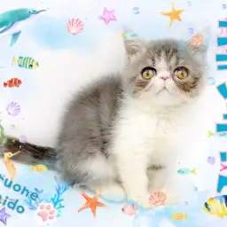 【 エキゾチック 】レアキャット!表情豊かなぶちゃかわ姫に夢中!