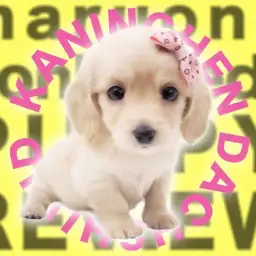 【 カニンヘンダックスフント 】仰天！両親3kg台の小さめイエローの女の子登場！