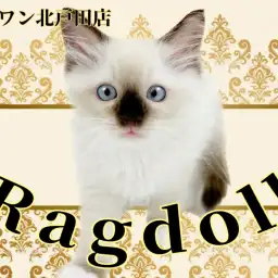 【 ラグドール 】癒しと笑顔を届けるイケメンラグドール登場!