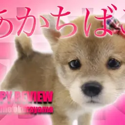 【 柴犬 】純粋無垢で従順!THE和犬な赤柴犬の女の子がやってきた!