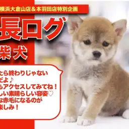 【 あかちばこの成長アルバム 】柴犬を愛して止まない店長が悶絶!ちばこちゃんの成長記!