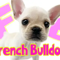 【 フレンチブルドッグ 】みんなを笑顔にする憎めない愛されキャラ！