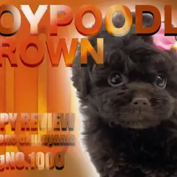 【 トイプードル 】大倉山店ブログ1000号は希少ブラウンの女の子のご紹介!