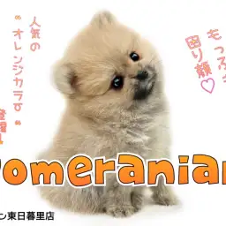 【 ポメラニアン 】困り顔のオレンジポメたんに出会えるのはマルワン東日暮里店！