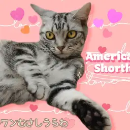 【 アメリカンショートヘア 】王道カラーは色濃くくっきり!なでなで大好きにゃんこ