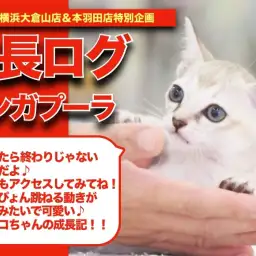 【 シンシンの成長アルバム 】おサルみたいな動きが可愛い最小猫の成長記!