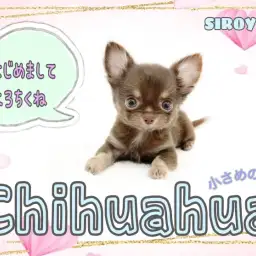 【 チワワ 】待ってました!珍しいチョコタンカラーの女の子です。