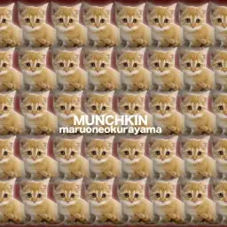 【 マンチカン 】茶トラ!短足!短毛!丸顔!男の子!ヤバいにゃんこがやってきた!