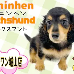 【カニンヘン・ダックスフント】可愛さをギュッと詰め込んだ元気弾ける女の子