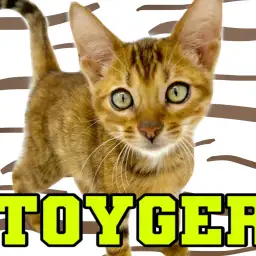 【 トイガー 】希少種！野性味溢れる小さなトラが横浜元町にやってきた！！