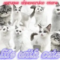 【 お役立て情報 】可愛さ倍増！幸せ無限大！猫の多頭飼いのコツを下丸子店が伝授