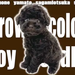 【 トイプードル 】レアカラー!ビターなブラウンの被毛を持つ愛らしい人気犬種!