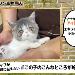 【 エキゾチック 】スタッフが伝えたい『この子のこんなところが好き』