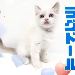 【 ラグドール 】とにかく顔がイイ!イケメンフェイスの甘えんぼ!