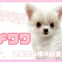 【 チワワ 】既に超甘えん坊!好奇心も食欲も旺盛な小さめチワワちゃん