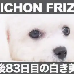 【 ビションフリーゼ 】生後83日目を迎えた白き美体のツイスト&小顔が凄すぎた!