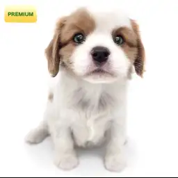 キャバリア・キングチャールズ・スパニエル