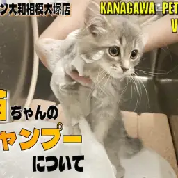 【 神奈川ペットライフ 】猫ちゃんのシャンプー方法を知ってお手入れ上手になろう！
