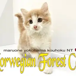 【 ノルウェージャンフォレストキャット 】遊ぶの大好き！甘えん坊な男の子