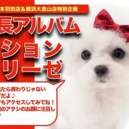 【 ビションフリーゼ 】ハイパー美少女現る!ビションフリーゼちゃんの成長日記