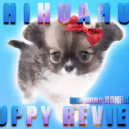 【 チワワ 】お耳の毛までもが圧巻!首周りの白い模様にも注目のスーパーチワワ!