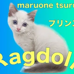 【 ラグドール 】とてもフレンドリーで甘えん坊なラグちゃん!!