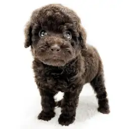 トイ・プードル