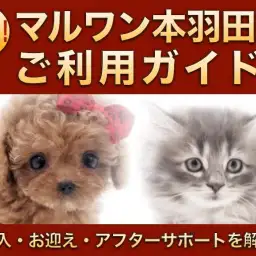 【 マルワン本羽田店ご利用ガイド 】購入〜お迎え〜アフターサポートの流れを解説!