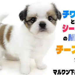 【 MIX 】チワワとシーズーのミックス犬チーズー！おっとりとした愛すべき癒し系