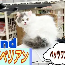 【 サイベリアン 】2nd紹介 お散歩デビューしてみたよ!