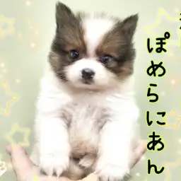 【 ポメラニアン 】こんなポメを待ってました!激レアカラーのちびっこポメ!
