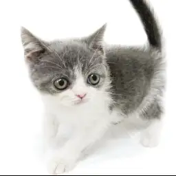 ブリティッシュショートヘア