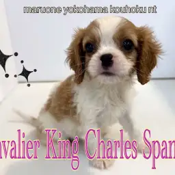 【 キャバリア 】大人気のブレンハイムのフェミニンGIRL