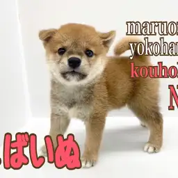 【 柴犬 】元祖!たぬき顔!お得意ポーズはへそ天