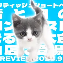 【 ブリティッシュショートヘア 】青と白のコントラストが可愛すぎる女の子登場!