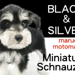 【 ミニチュアシュナウザー 】変わらぬ黒銀色の美しさが魅力のおひげわんこ!