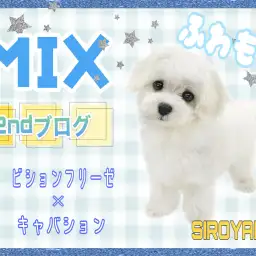 【 MIX 】2ndブログ フワモコ君のすっきりシャワーTime