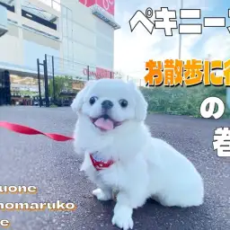 【 ペキニーズ 】おもちワンコとまったりライフ！お散歩に密着した3rdブログ！