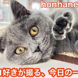 【 ホンハネニャンライフ 】本羽田店の可愛いネコちゃん！オフショットを大公開！