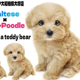【 マルプー 】丸い体型が可愛い！マルチーズとトイプードルのテディベア系MIX！